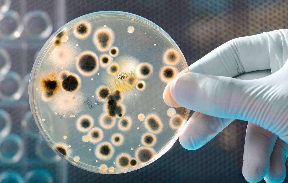 廢水中致病微生物 廢水中致病微生物