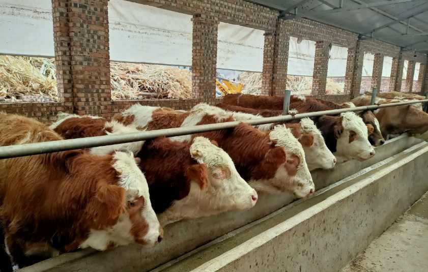 養牛場污水處理設備需要多少錢,價格? 養牛場污水處理設備需要多少錢,價格?