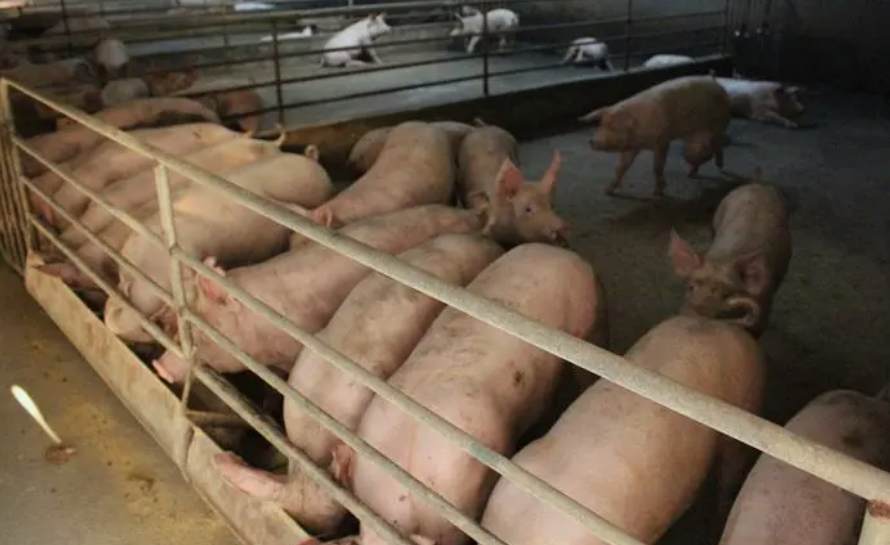 養(yǎng)豬場污水處理方法有哪些(養(yǎng)豬污水變清水最快方法) 養(yǎng)豬場污水處理方法有哪些(養(yǎng)豬污水變清水最快方法)