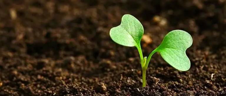 土壤農(nóng)業(yè)化學分析方法有哪些（土壤與農(nóng)業(yè)化學）